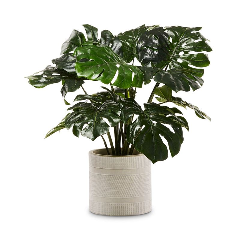 Monstera 2 Bunch Potted Plant 60cm