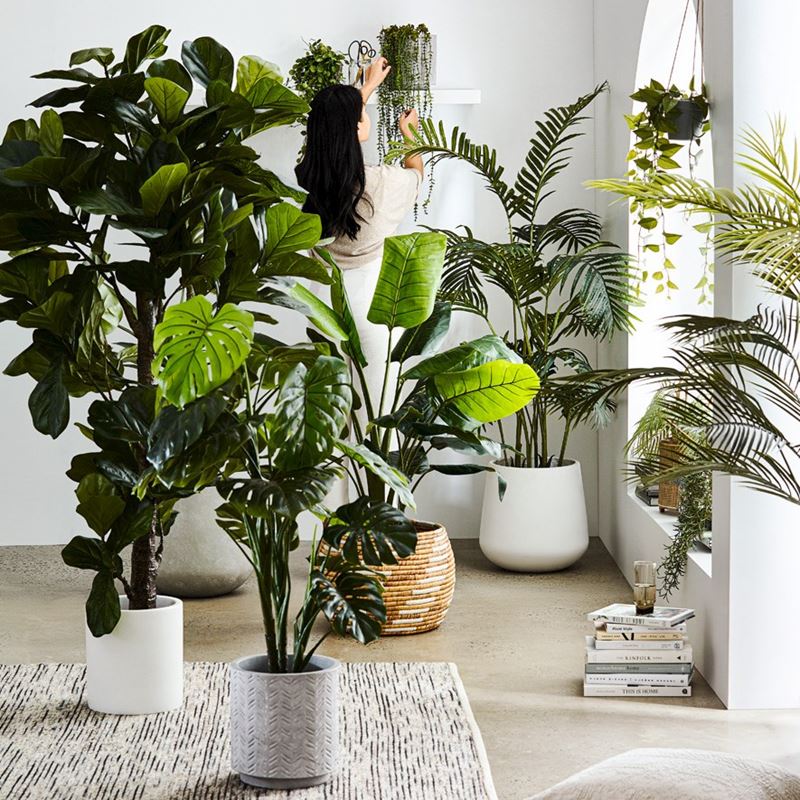 Monstera Potted Plant  90cm