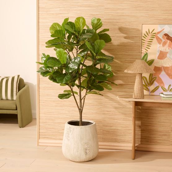 Fiddle Fig Potted Plant 185cm