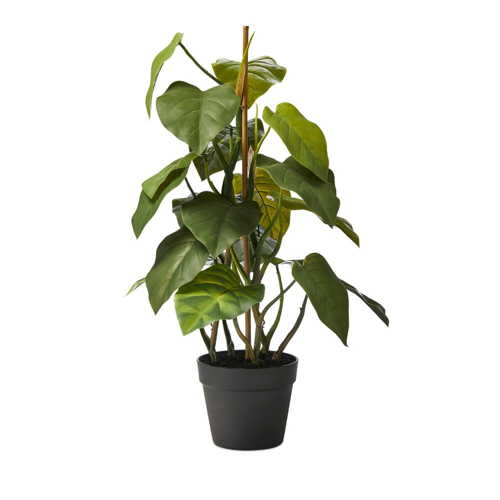 Staked Philodendron 71cm | Adairs