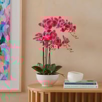 Phalaenopsis Wildberry 3 Stem Orchid