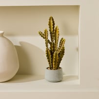 Potted Green Cactus