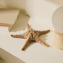 Marine Brown Starfish