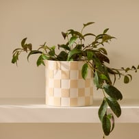 Checkerboard Natural & White Pot