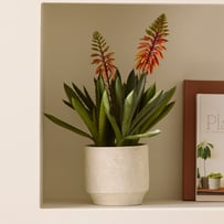 Orange & Green Aloe Flower In Ceramic Pot