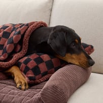 Maisy Checkerboard Chocolate Pet Pillow