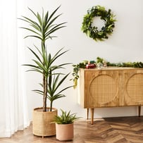 Heneken Potted Plant 150cm