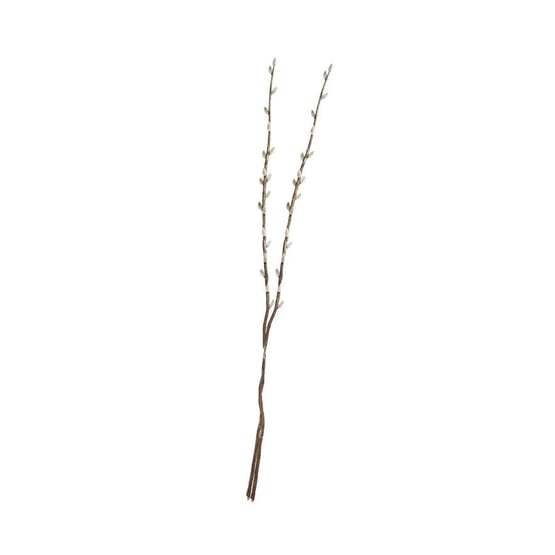 Native Stem Brown Pussy Willow
