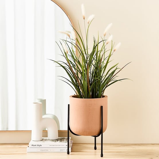 Reed Green Grass Foxtail Plant