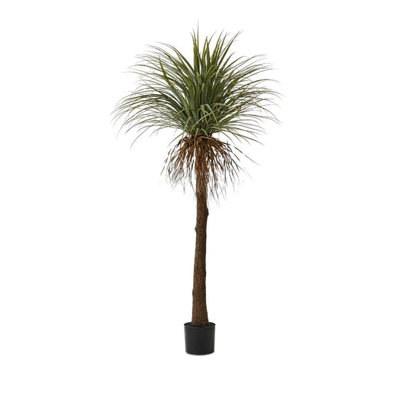 Mojave Green Plant