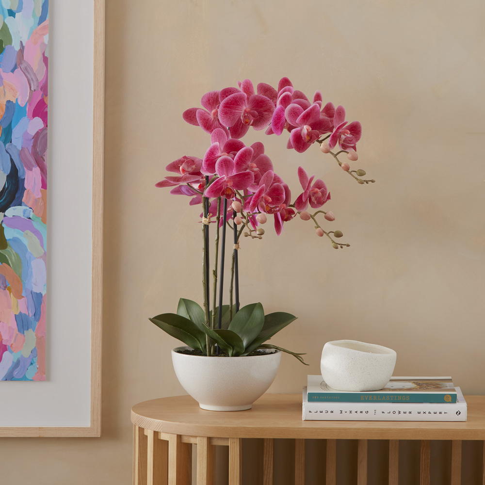 Phalaenopsis Wildberry 3 Stem Orchid