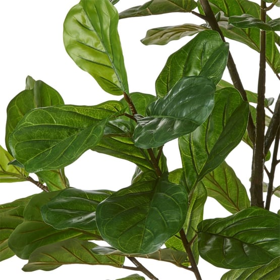 Fiddle Fig Potted Plant 185cm