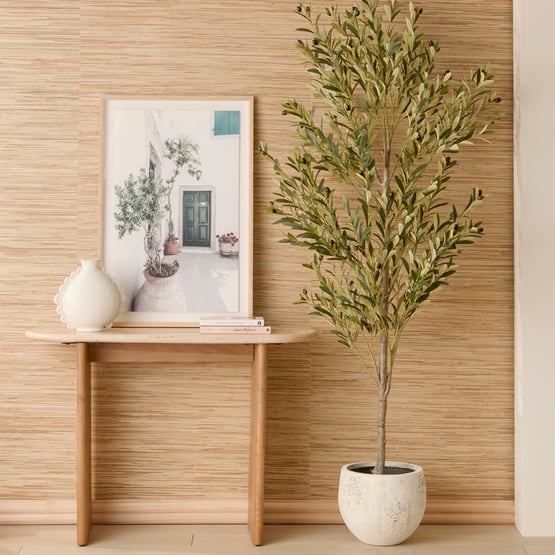 Mature Green Olive Tree 210cm