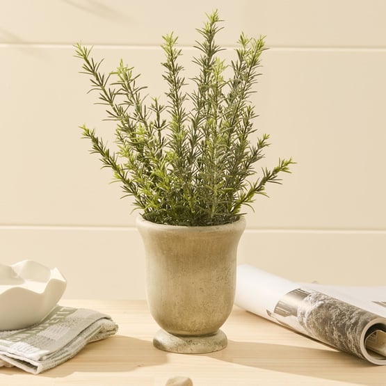 Green Potted Rosemary