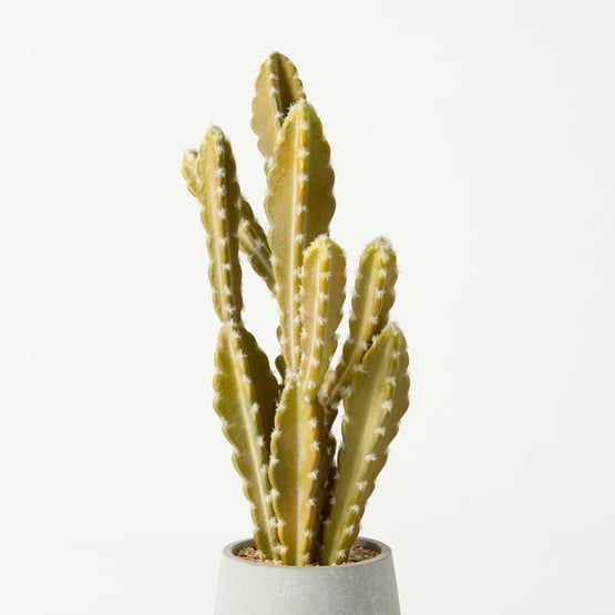 Potted Green Cactus
