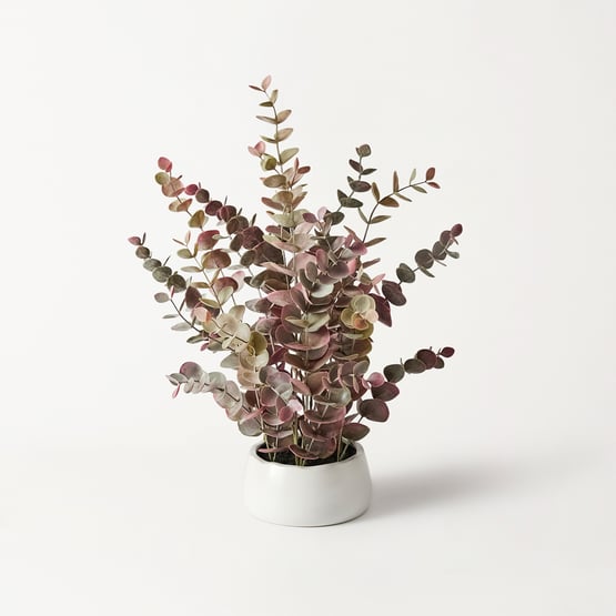 Eucalyptus In Ceramic Pot