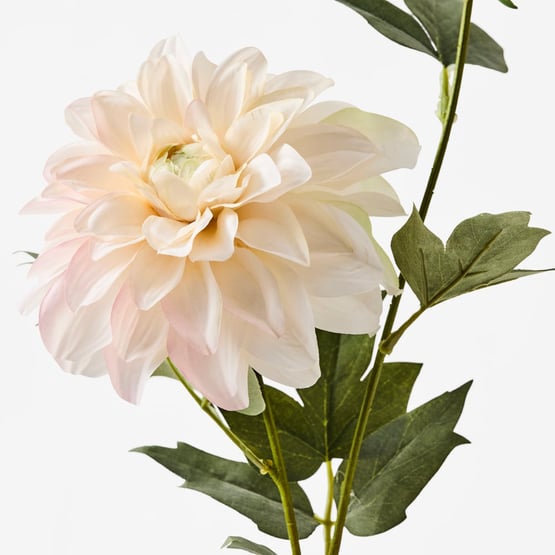 Dahlia White Stem