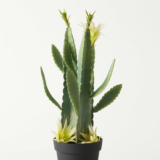 Potted Yellow Flowering Cactus