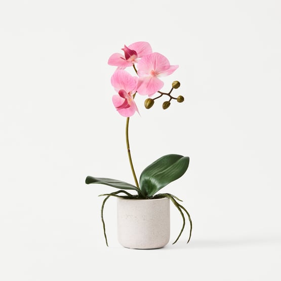 Pink Phalaenopsis 1 Stem in Ceramic Pot