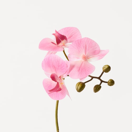 Pink Phalaenopsis 1 Stem in Ceramic Pot