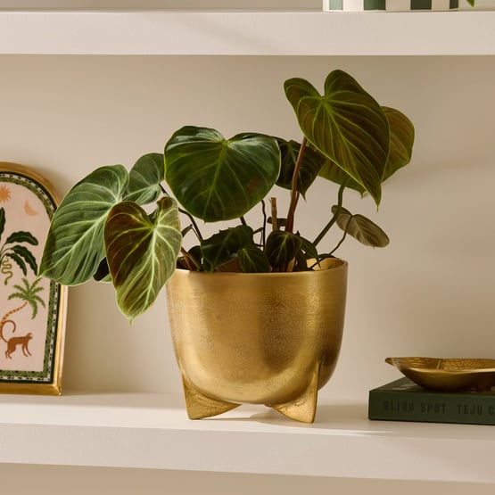 Zeus Gold Pot