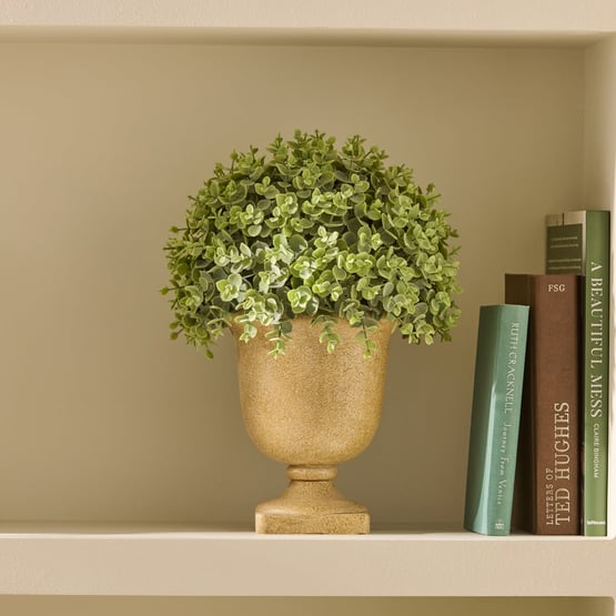 Green Eucalyptus Plant in Ceramic Pot