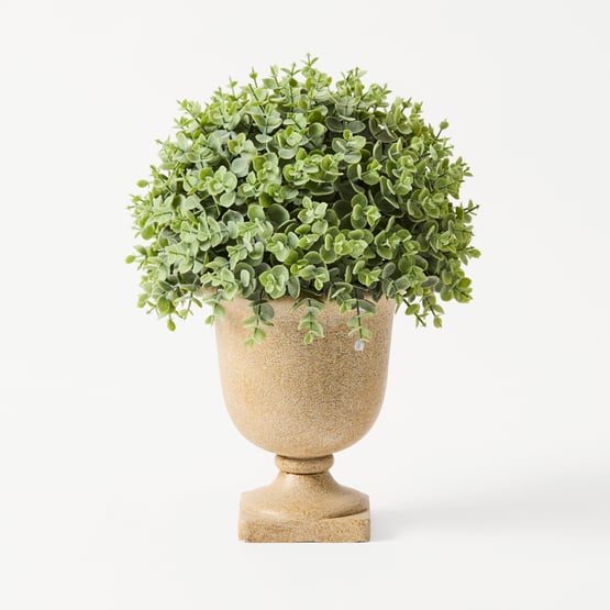 Green Eucalyptus Plant in Ceramic Pot