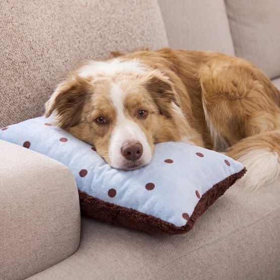 Maisy Polka Dot Coast Pet Pillow