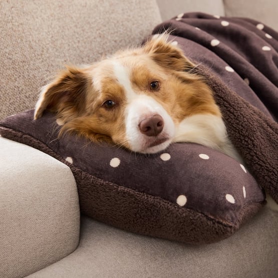 Maisy Polka Dot Chocolate Pet Pillow