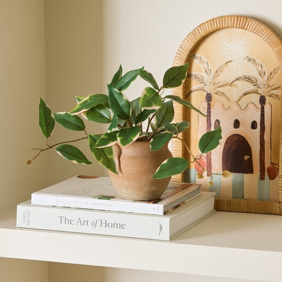 Variegated Hoya in Terracotta Ava Pot