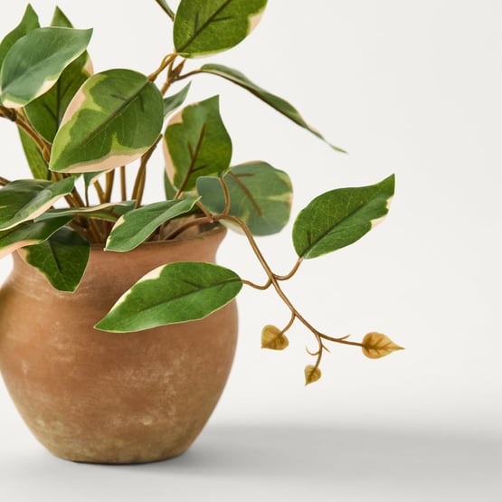 Variegated Hoya in Terracotta Ava Pot
