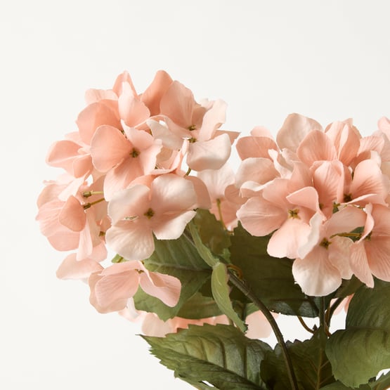 Hydrangea Peach Stem