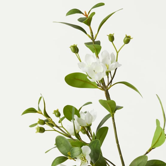 Downy Rose Myrtle White Stem