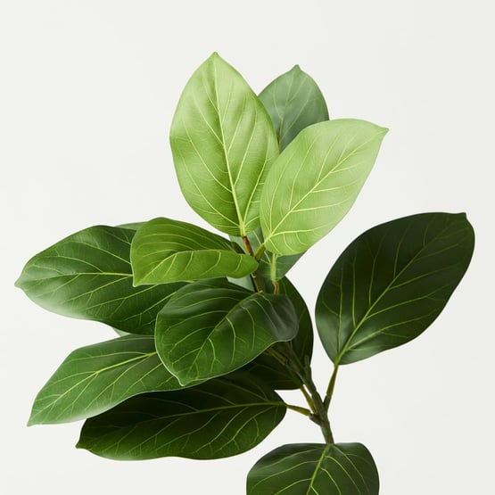 Fiddle Leaf Green Stem