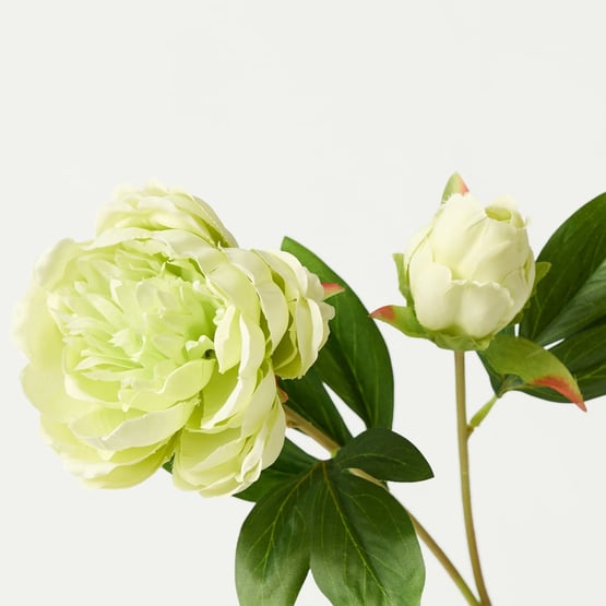 Peony Green Stem with Bud