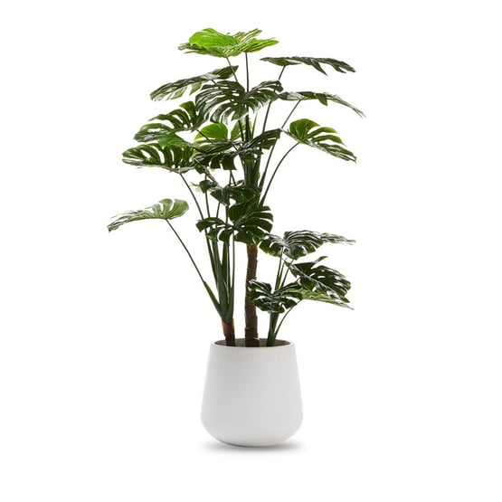 Monstera 3 Stem Potted Plant  150cm