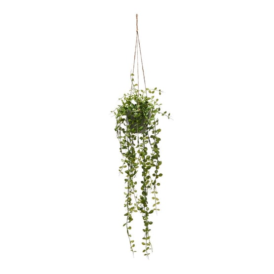 Ashton Hanging Small Coin Fern Green Plant