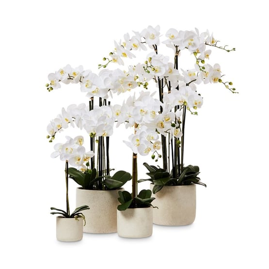 White Orchids