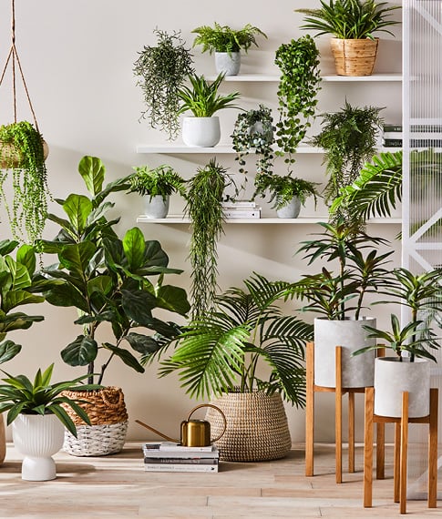 Multiple pot plants styled at various heights from on shelves to plant stands, baskets and pots to create an oasis.