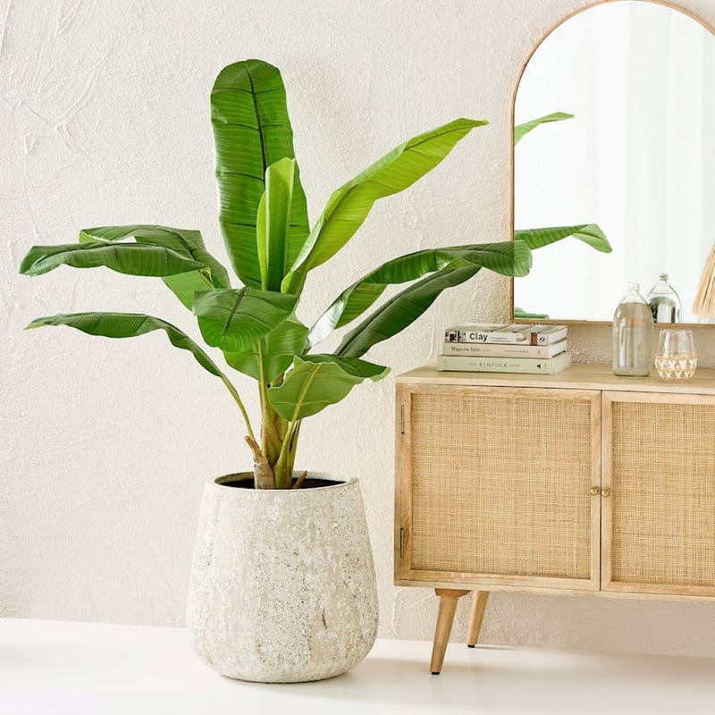 Banana Palm 150cm Potted Plant