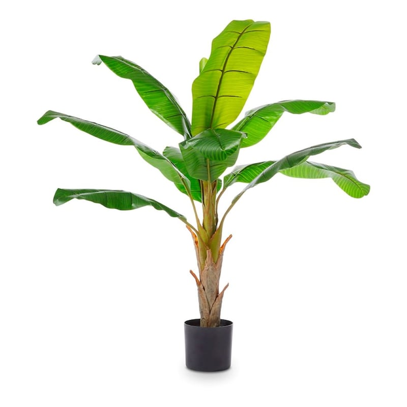 Banana Palm 150cm Potted Plant