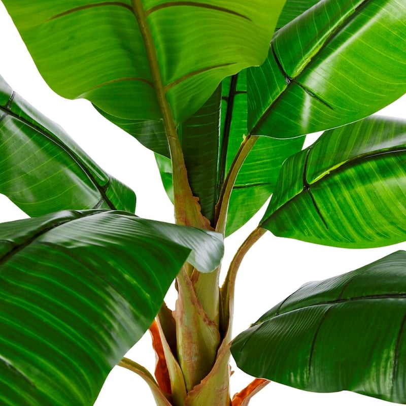 Banana Palm 150cm Potted Plant