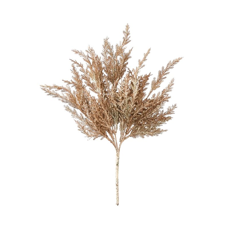 Winter Brown Asparagus Fern Stem