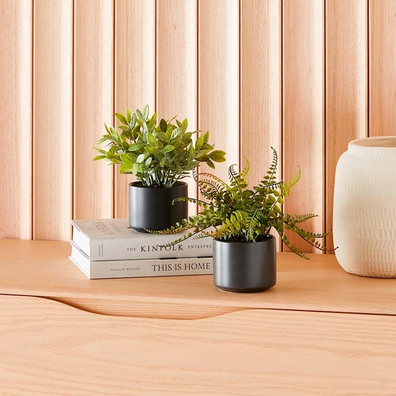 Amour Green Potted Plants