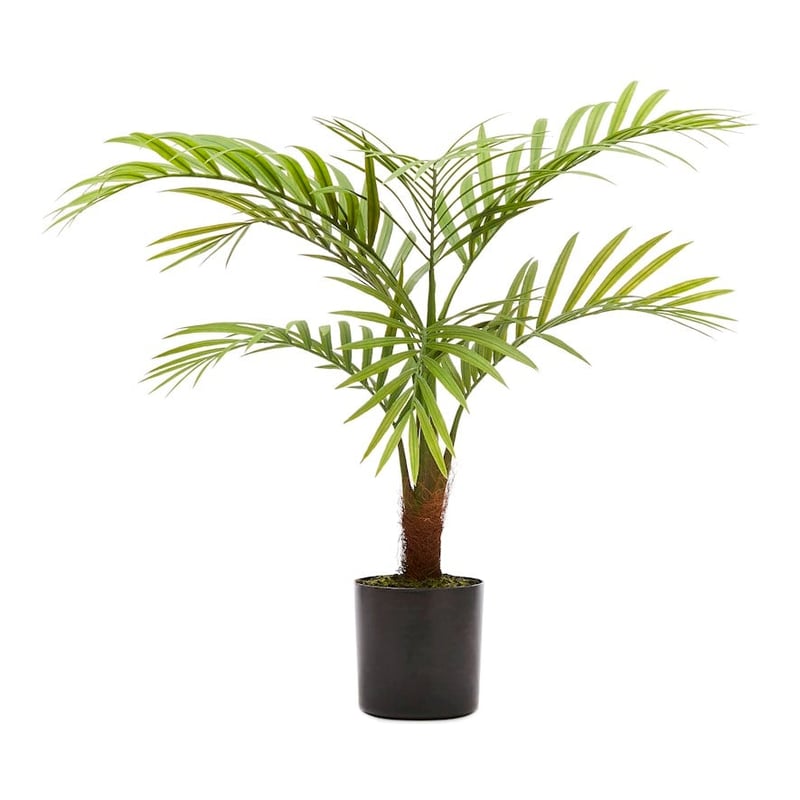 Bracken Green Potted Plants