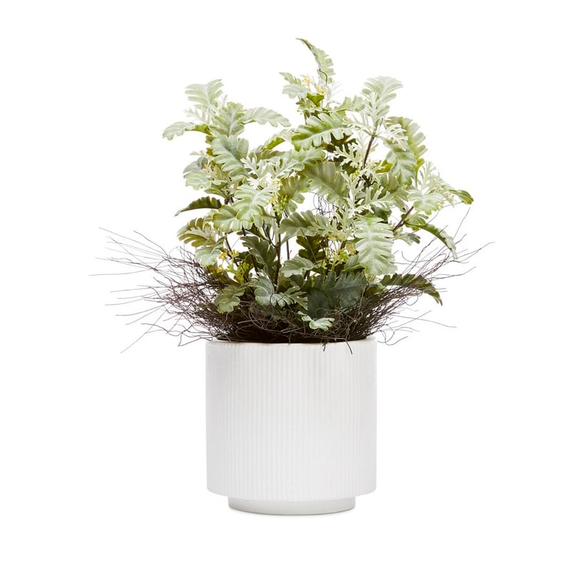 Potted Green Lambs Ear 48cm