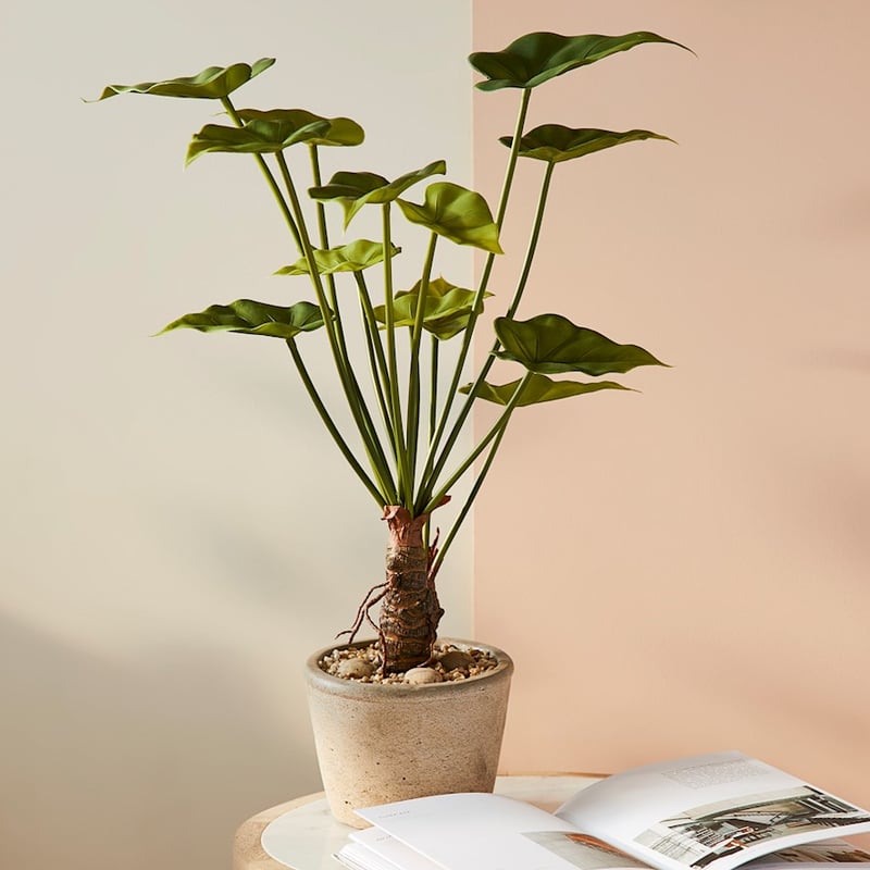 Potted Green Taro 50cm