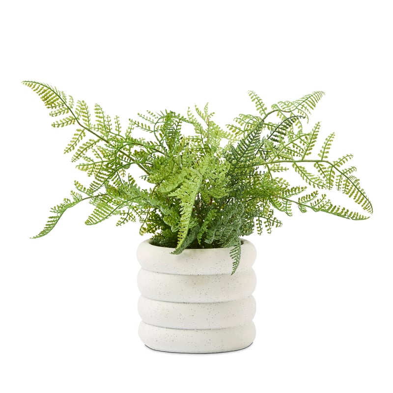 Conran Green/White Potted Fern