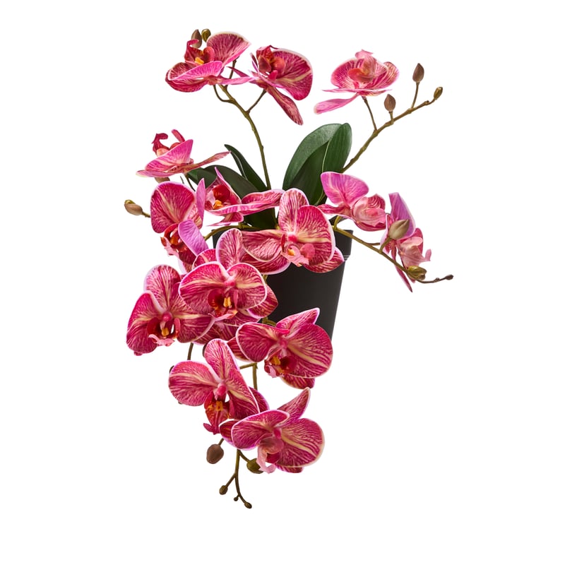 Potted Coral Hanging Orchid 6 Stem