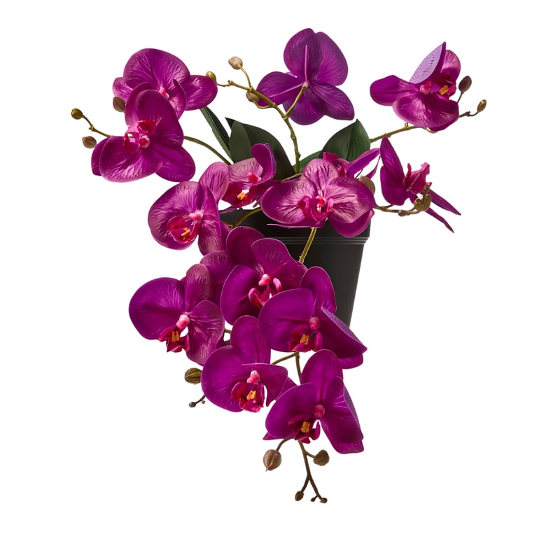 Potted Plum Hanging Orchid 6 Stem